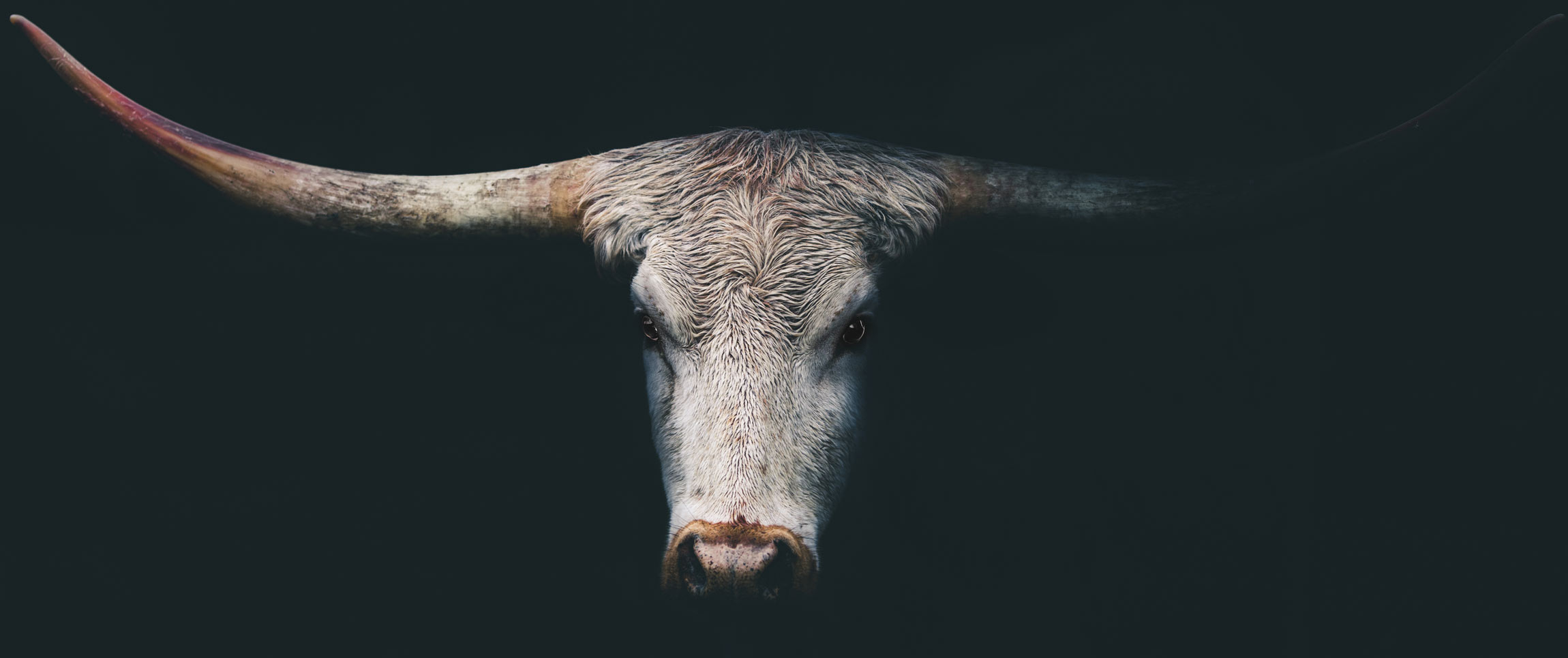 Longhorn steer on black background | What if the United States stopped eating meat