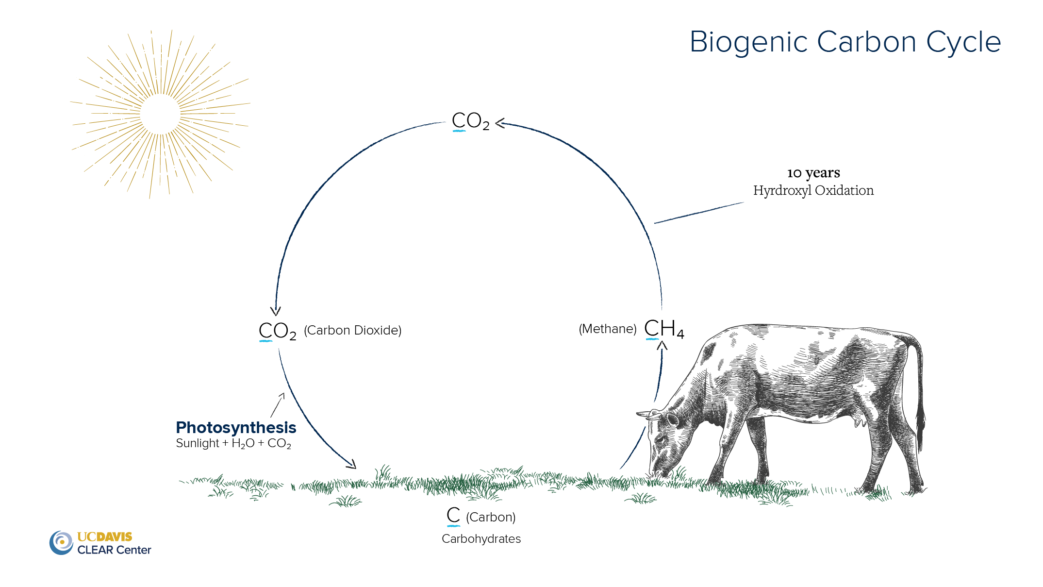 Biogenic Carbon Cycle CLEAR Center