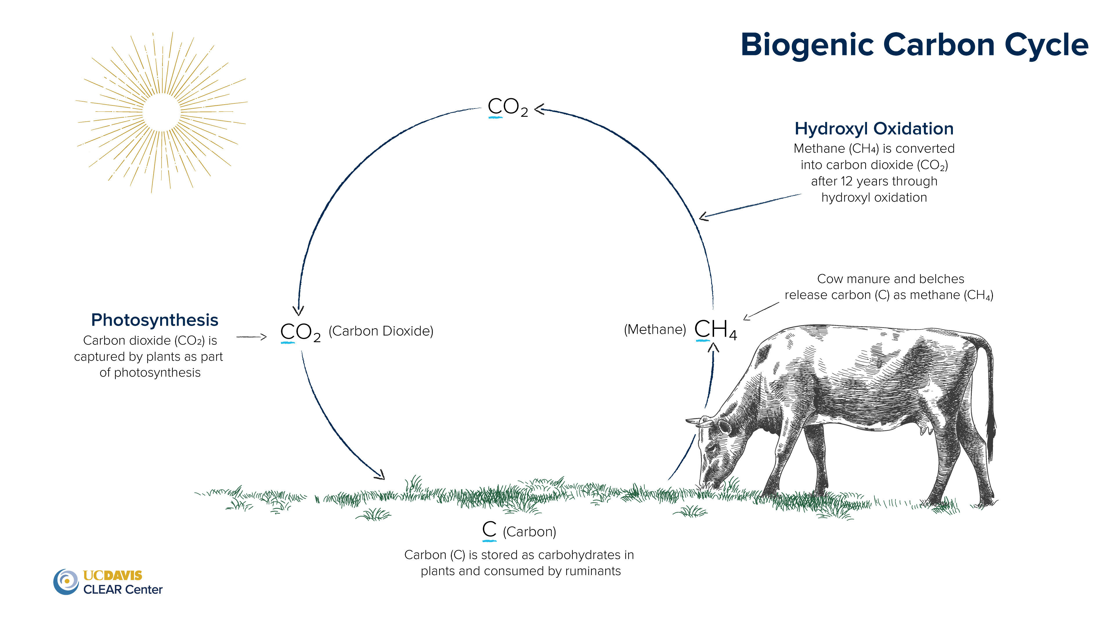 As part of the biogenic carbon cycle, plants absorb carbon dioxide, and through the process of photosynthesis, they harness the energy of the sun to produce carbohydrates such as cellulose. Cattle eat cellulose and take the carbon that makes up the cellulose and emit a portion as methane, which is CH4. After about 12 years, the methane is converted into carbon dioxide through hydroxyl oxidation. Then, the cycle begins again.