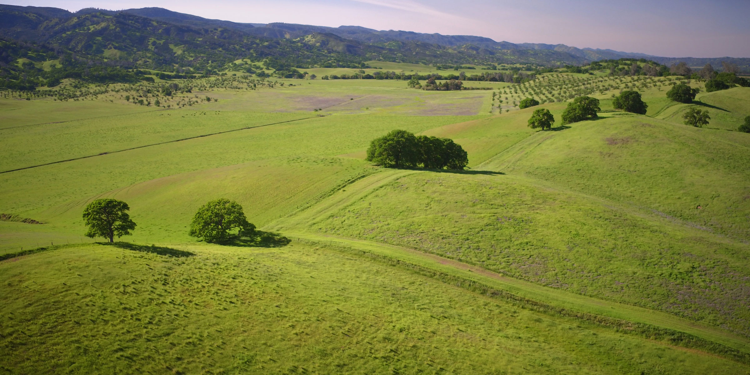 Bright green hills dotted with lush green trees in Northern California