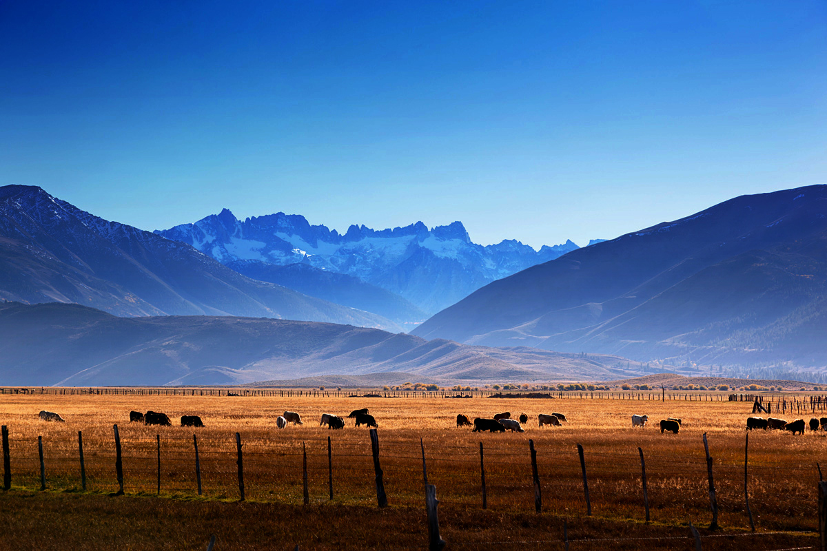 cattle grazing with blue mountains in background