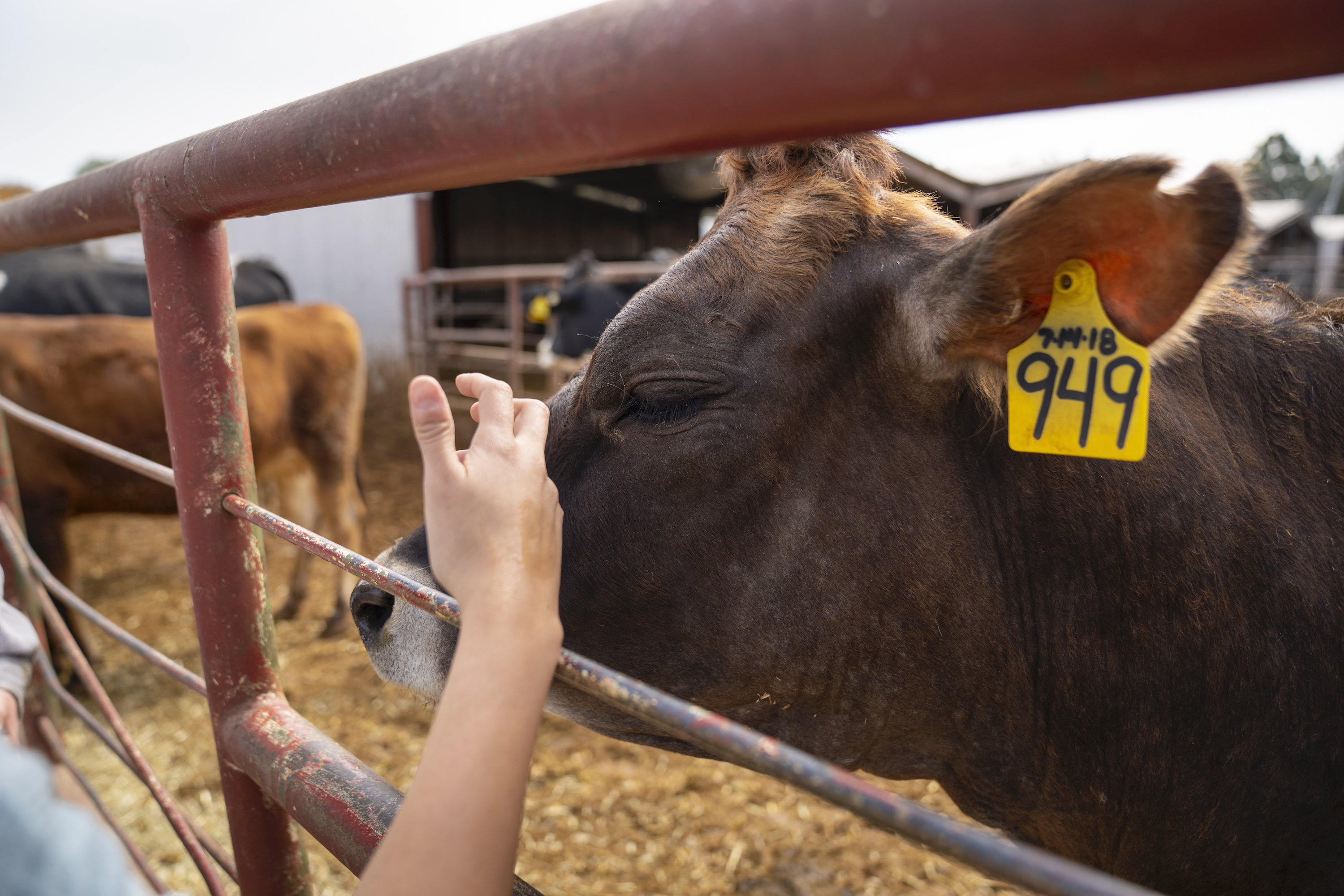 hand petting brown cow behind wire fence