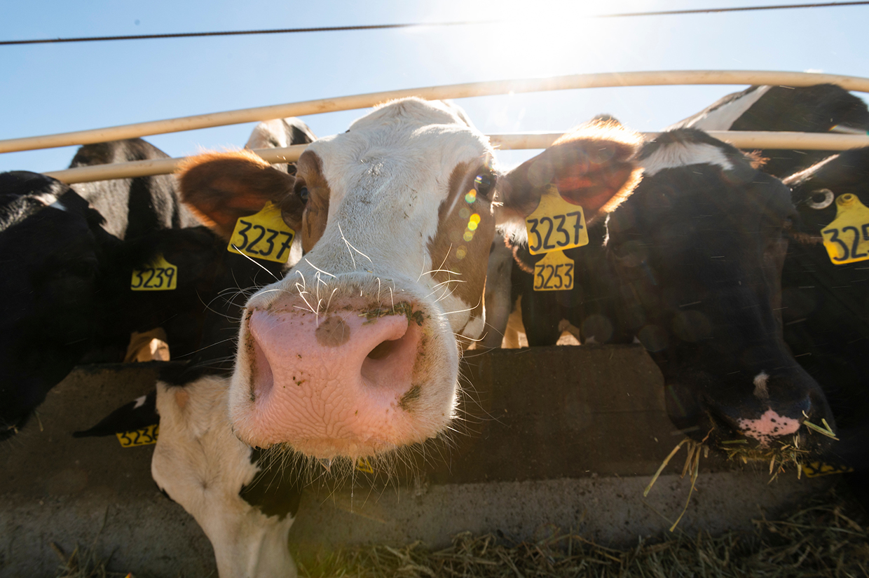 UC Davis Research Dairy cows