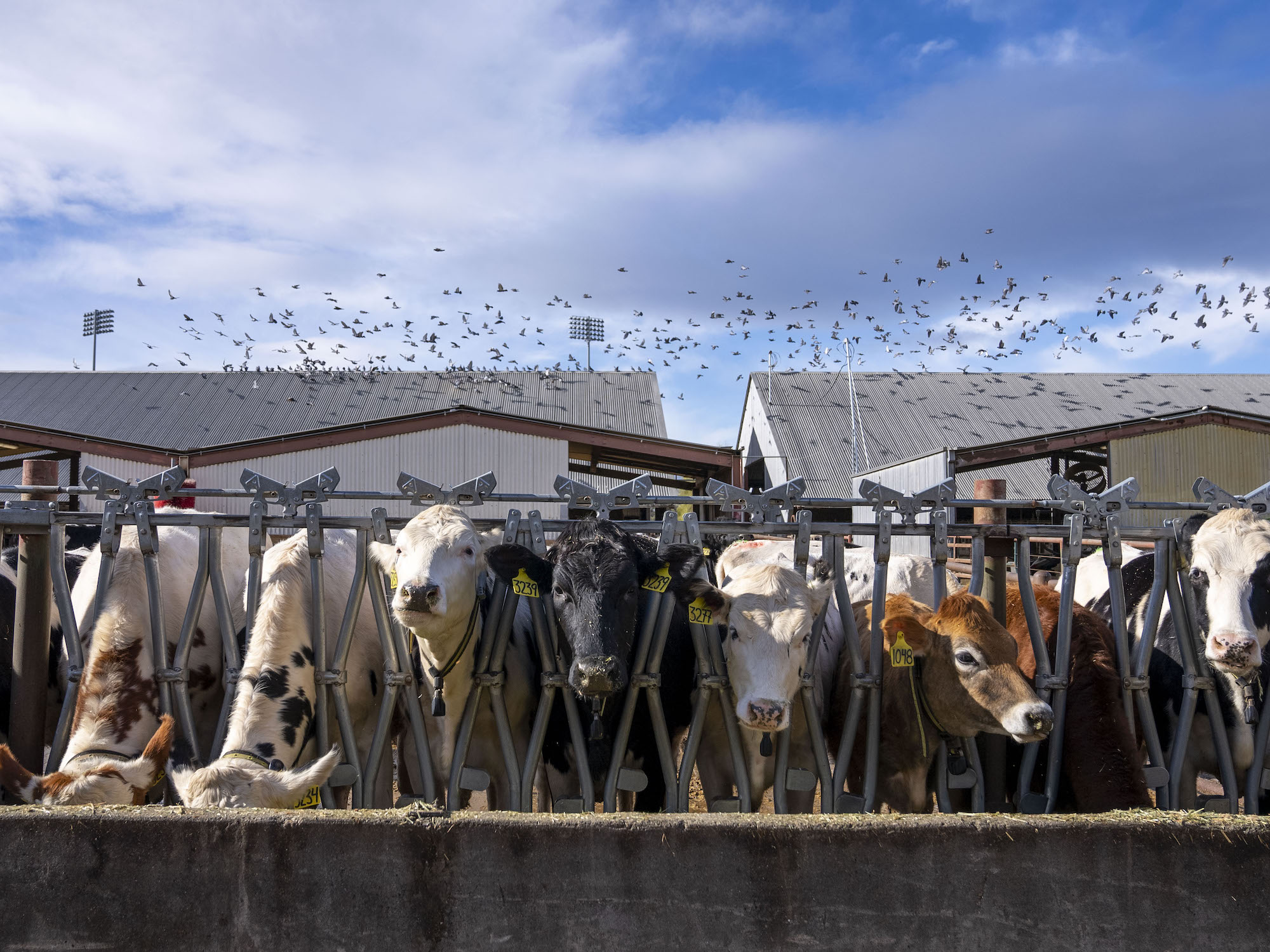 Cows at UC Davis Dairy