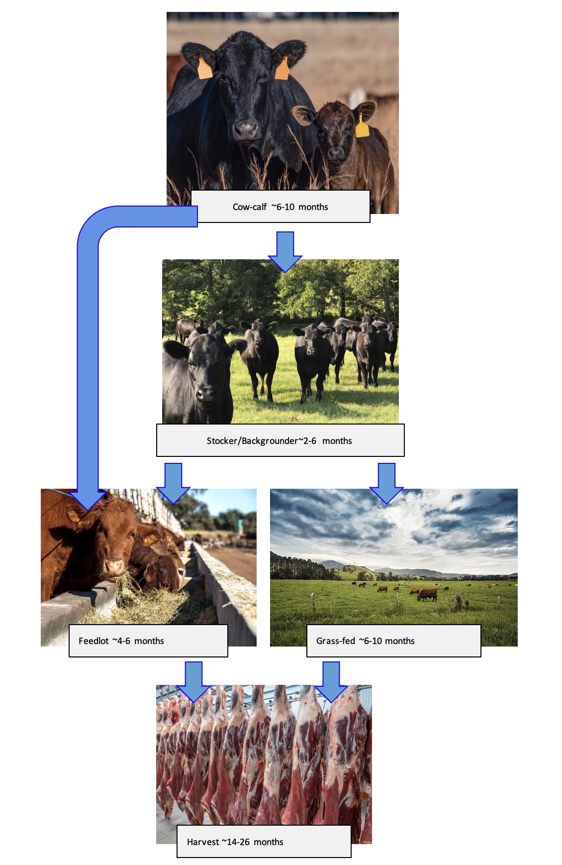 Stages of beef production