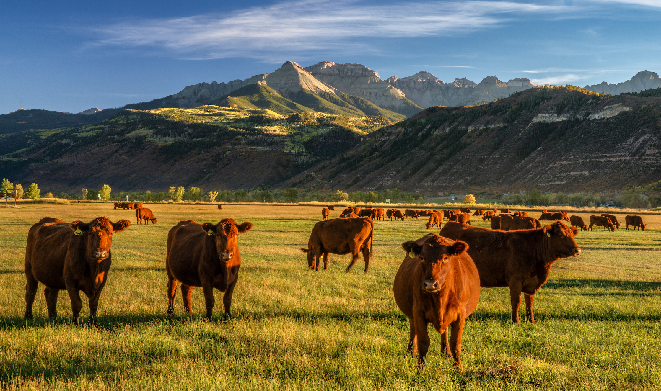 brown cattle grazing on green pasture with mountains in background
