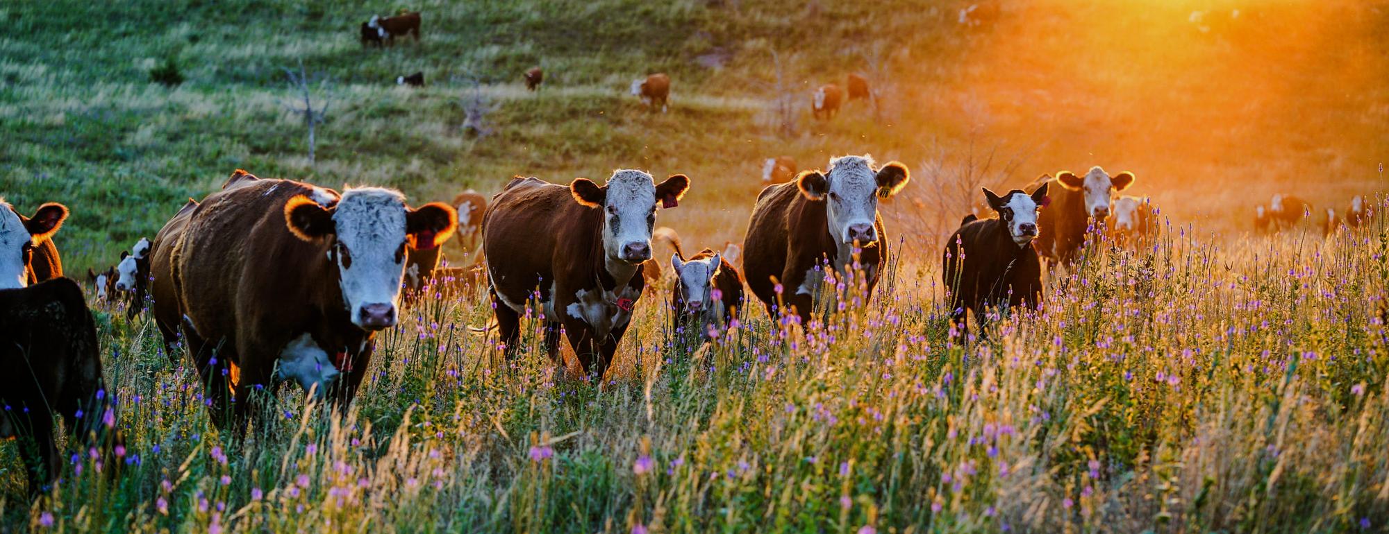 CLEAR Center Newsletter Signup Cattle Grazing in Field of Flowers at Sunset