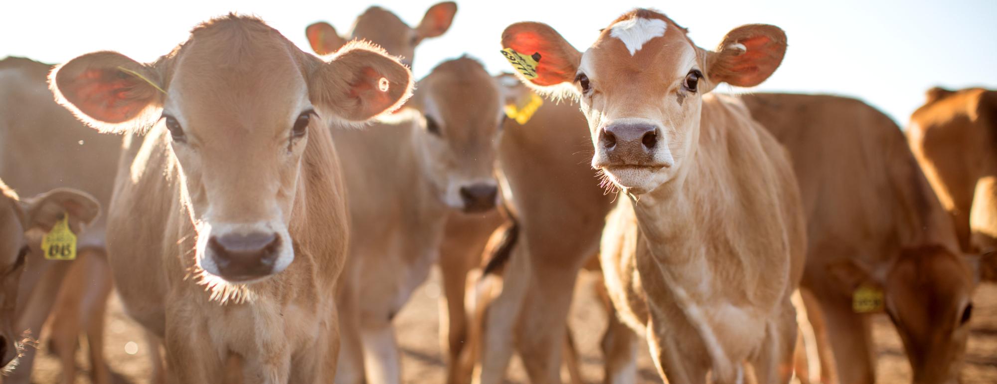 Dairy cows on a california farm