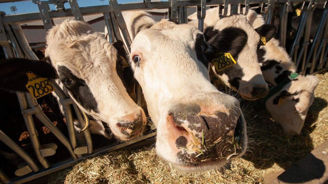 Dairy Cow at UC Davis