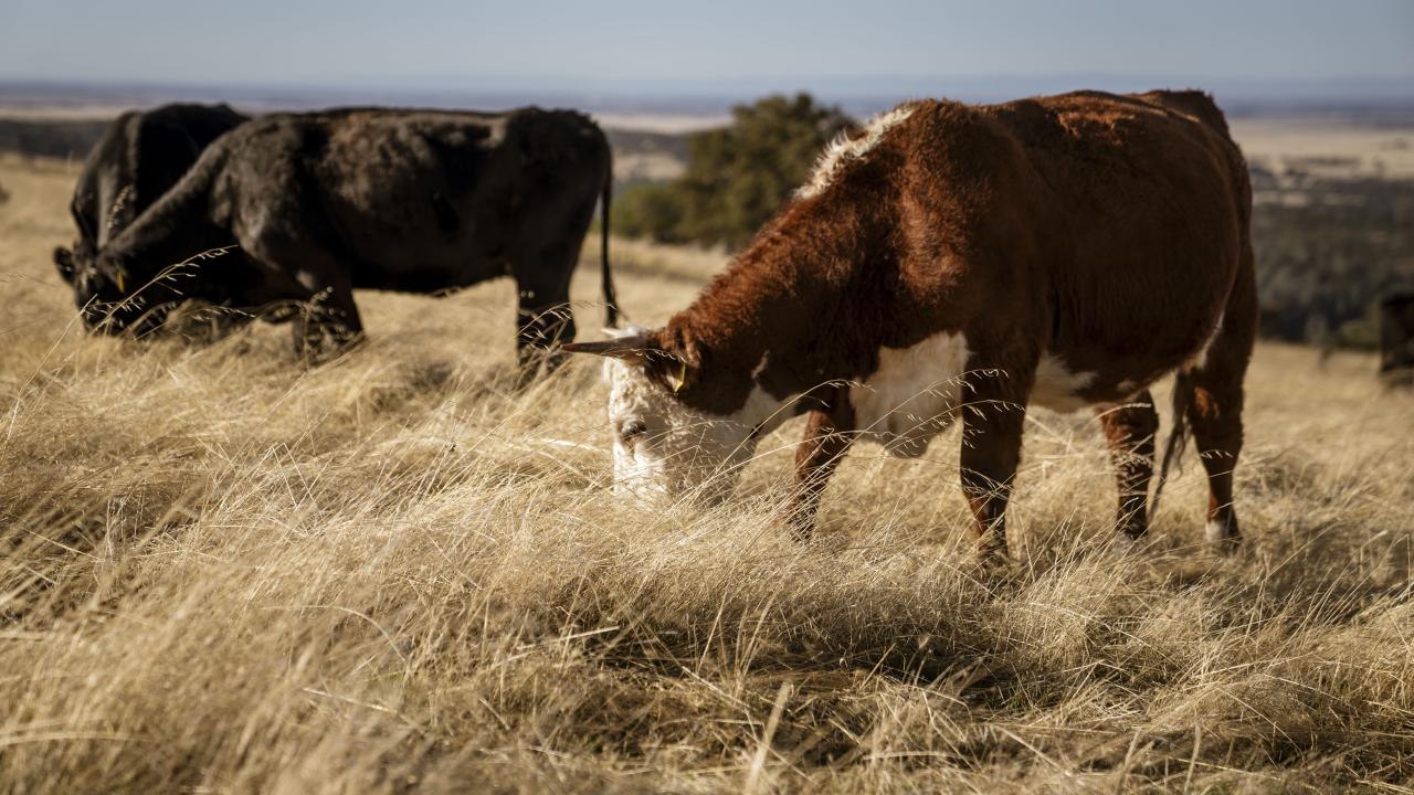 Why Do Cattle Produce Methane, and What Can We Do About it?