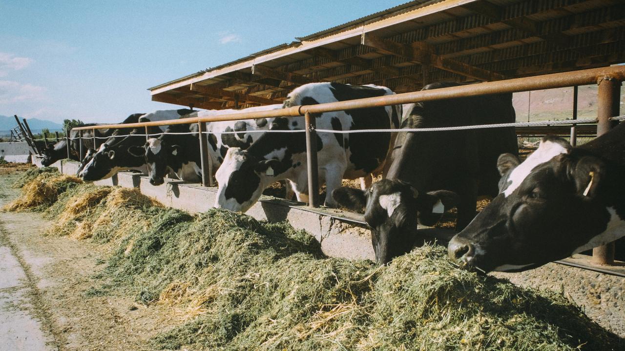 cows eating a total mixed ration in a feedlot