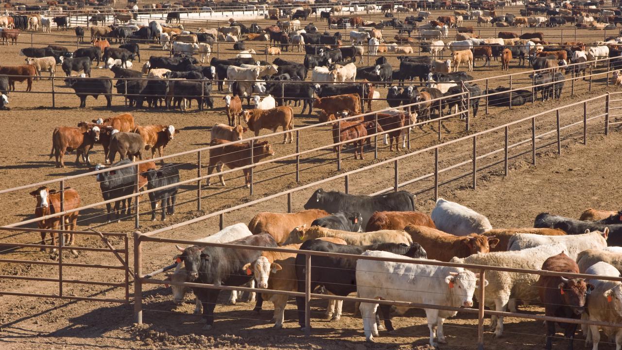cattle at a feedlot in Texas