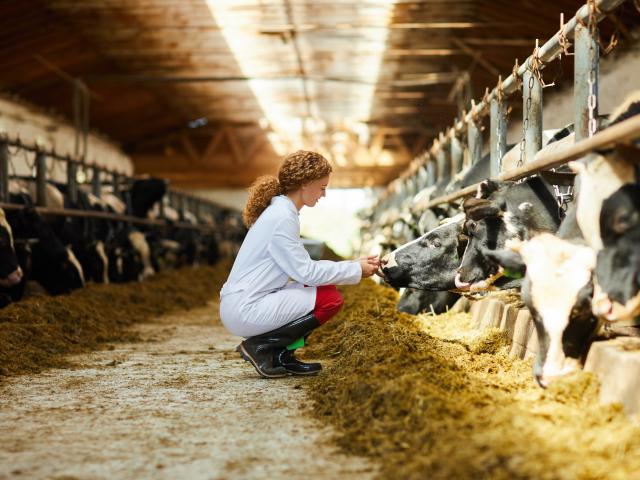 woman kneeling in feedlot near black and white cows eating