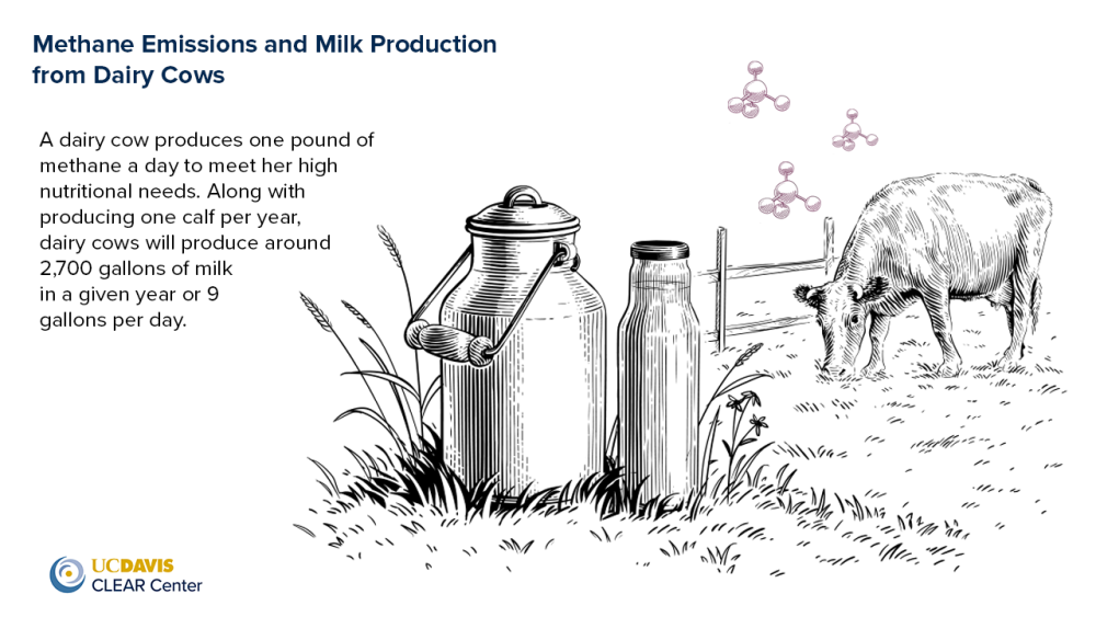 Dairy Cow Methane and Milk Production