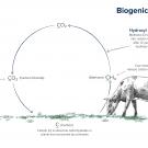 The biogenic carbon cycle
