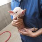 Person holding a piglet at the UC Davis swine facility 