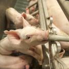 Piglets at the UC Davis Swine Facility. 