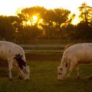 cows standing face to face in field at sunrise