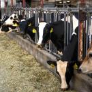 dairy cows eating at bunk