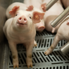 Attacking Disease Through Diet in Swine Production: The Promise of Bacillus Subtilis and Others