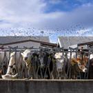 Cows at UC Davis Dairy