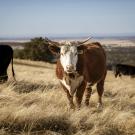 Understanding Cattle Grazing Personalities May Foster Sustainable Rangelands