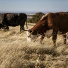 Why Do Cattle Produce Methane, and What Can We Do About it?