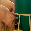 What do we feed swine?