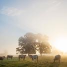 Cows on a misty morning near a tree